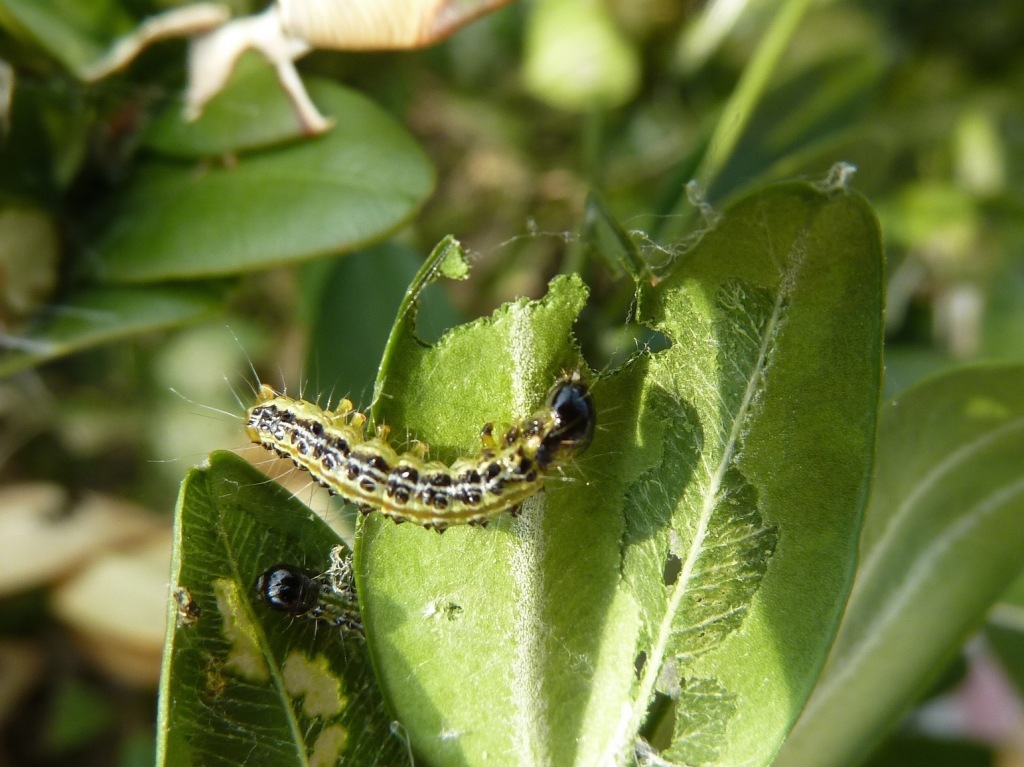 giovane larva di piralide